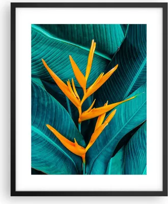 Produktbild von Gerahmtes Poster - Schwarzer Rahmen - Blumen Tropen Blätter - 40x50 cm - Wand Bild - Wanddeko - Wandbilder - Kunstposter - Wandposter - Bilderrahmen - Bilder - Kunstdruck - P2BPA40x50-5116
