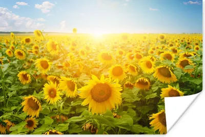 Produktbild von MuchoWow® Poster Sonnenblume - Sonne - Wolken 60x40 cm - Schlafzimmerdekoration