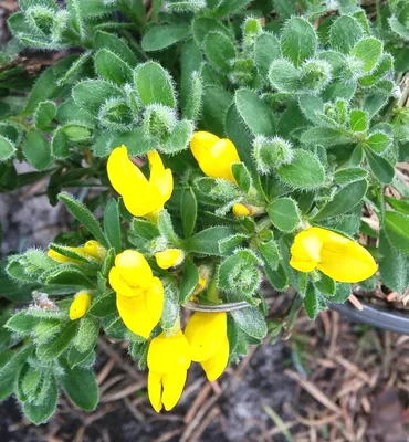 Produktbild von Ginster Kissenginster 'Cytisus decumbens' 20 - 30 cm