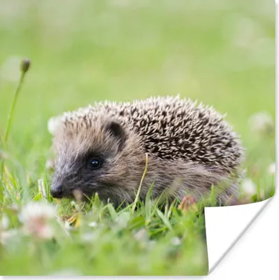 Produktbild von MuchoWow® Poster Igel - Gras - Blumen 75x75 cm - Wand Dekoration