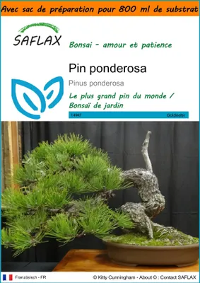 Image de SAFLAX Garden in the bag - Pin ponderosa - 20 graines - Pinus