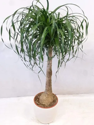 Produktbild von [Palmenlager]  Elefantenfuß 100 cm "Beaucarnea" Nolina recurvata // Zimmerpflanze