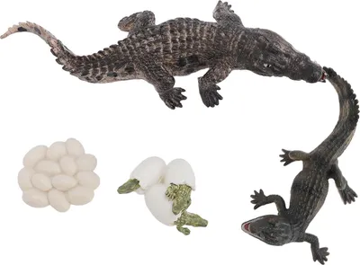Immagine prodotto di Set di modelli del ciclo di vita della crescita animale, educazione precoce, cognizione del PVC, figure di rettili per bambini