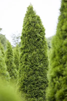Produktbild von Thuja occidentalis 'Zmatlik', Lebensbaum, 25–30 cm, kompakt