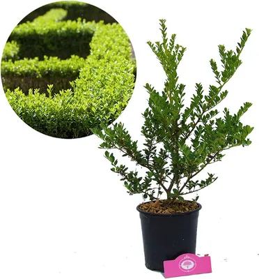Imagen del producto de Ilex crenata 'Green Hedge', acebo japonés - Alternativa al boj, maceta de 2 litros