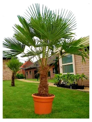 Produktbild von Seltene Palmenkreuzung Trachycarpus Fortunei/Wagnerianus bis 160 cm, frosthart bis -18 Grad Celsius