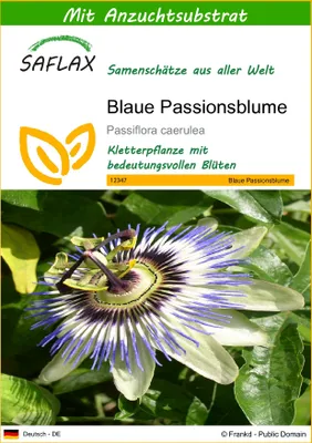 Produktbild von SAFLAX - Blaue Passionsblume - Passiflora caerulea - 25 Samen - Mit keimfreiem Anzuchtsubstrat