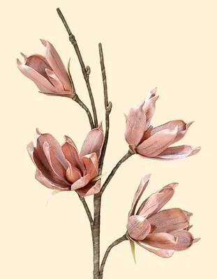 Produktbild von Gilde Deko Magnolie mit 4 Blüten 42631 Kunstblume
