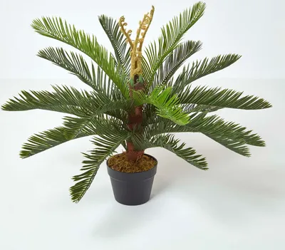 Obrázek produktu pro HOMESCAPES Umělá rostlina Zelená 'Palm Ferns' Cycadales rostlina v květináči, 75 cm