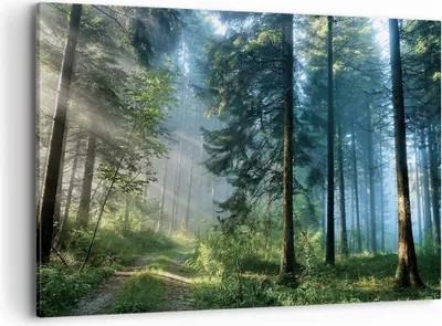 Produktbild von Bild auf Leinwand - Leinwandbild - Einteilig - Wald Dämmerung die Sonne - 120x80cm - Wand Bild - Wanddeko - Wandbilder - Leinwanddruck - Bilder - Wanddekoration - Leinwand bilder - AA120x80-4398