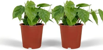 Produktbild von Baumfreund Philodendron Scandens Zimmerpflanze Ø12cm 5cm hoch 2 Pflanzen Deko