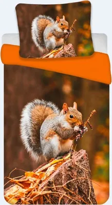 Zdjęcie produktu dla BrandMac komplet pościeli z wiewiórką 135 x 200 cm 80 x 80 cm 100% bawełna