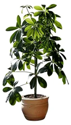 Produktbild von Strahlenaralie -schefflera actinophylla- 10 Samen -ZIMMERPFLANZE-