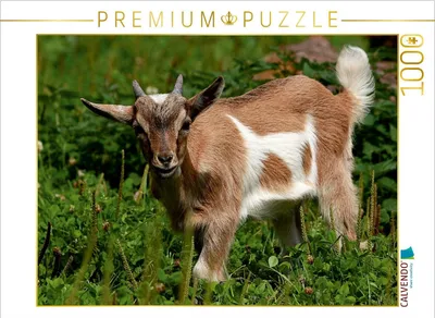 Zdjęcie produktu dla Calvendo 4056502150985, 1000 szt., Animals, 14 lat(a)