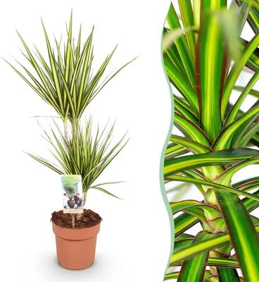 Image de Green BoutiQ - Green is... Plantes d'intérieur - Dracaena Sunray - Arbre à sang de dragon - Peu d'entretien - Vert - 1 plante - Pot de 17 cm - Hauteur 70-75 cm