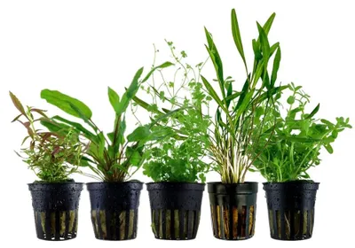 Produktbild von Pflanzen Set mit 5 Mittelgrund Topf Aquarium Wasserpflanzen AquaOne Nr.205