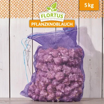Artikelbild 6 von 'Winterpflanzknoblauch Germidour' aus der Kategorie Winterpflanzknoblauch