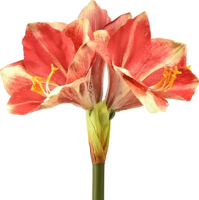 Produktbild von Künstliche Amaryllis Blüte in Pink und Creme – Hochwertige Stielblume, Deko-Blumen für Zuhause und Events, 76cm