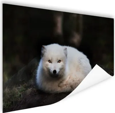 Produktbild von MuchoWow® Poster Fuchs - Porträt - Weiß 180x120 cm - Fotoplakat