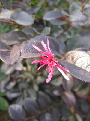 Produktbild von Loropetalum chinense Fire Dance - Hochstamm - Chinesische Riemenblüte