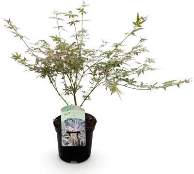 Image de Green boutiQ - Plante de terrasse - Érable japonais - Acer palmatum Iyoshi - Rose - 1 plante - À feuilles caduques - Pot de 19 cm, hauteur 70 cm