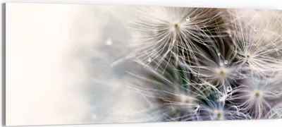 Produktbild von DEQORI Glasbild Echtglas 150x60 cm 'Detailaufnahme Pusteblume' Wandbild Bild modern Deko