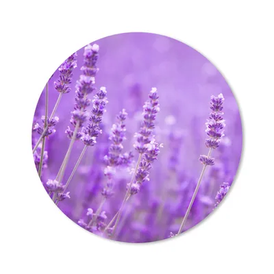 Produktbild von MuchoWow® Mauspad Mousepad Lavendel - Nahaufnahme - Blumen - Lila 50x50 cm - Mousepads - Maus Mat - Pad - Mausunterlage - Vinyl