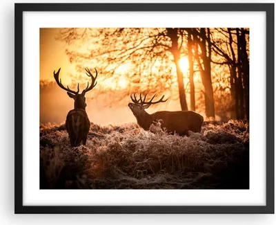 Produktbild von Gerahmtes Poster - Schwarzer Rahmen - Deer Heidekraut Tier - 50x40 cm - Wand Bild - Wanddeko - Wandbilder - Kunstposter - Wandposter - Bilderrahmen - Bilder - Kunstdruck - Wandbild - P2BAA50x40-3043