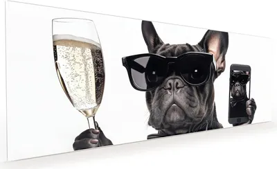 Produktbild von Küchenrückwand Spritzschutz Glas mit Motiv Sonnenbrillenhund 40 x 40 cm