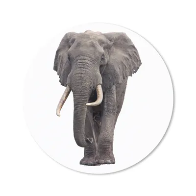 Produktbild von MuchoWow® Mauspad Mousepad Elefant - Afrika - Weiß 40x40 cm - Mousepads - Maus Mat - Pad - Mausunterlage - Schreibtisch Accessoires