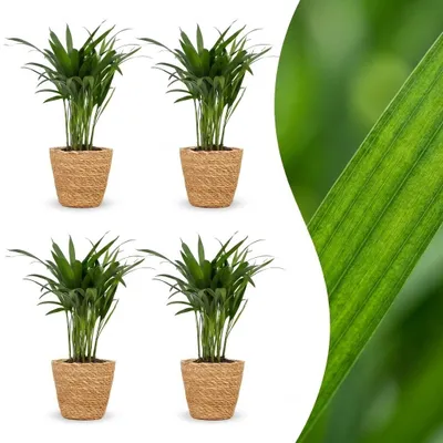 Produktbild von Green boutiQ - Areca Lutescens - Goldfruchtpalme - 4 Pflanzen - mit Korb - Topf 12cm - Höhe - 45cm