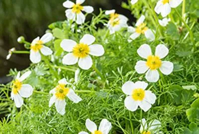 Obrázek produktu pro 6 x Ranunculus aquatilis - pryskyřník vodní - květináč 11 x 11 cm