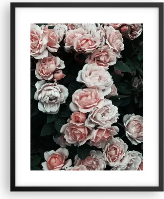 Produktbild von Gerahmtes Poster - Schwarzer Rahmen - Rosen Blumen Blätter - 40x50 cm - Wand Bild - Wanddeko - Wandbilder - Kunstposter - Wandposter - Bilderrahmen - Bilder - Kunstdruck - P2BPA40x50-4760