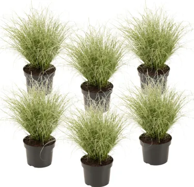 Produktbild von Neuseeland-Segge - 6 Stk - Carex 'Amazon Mist' - Höhe 15-25cm - ⌀11cm