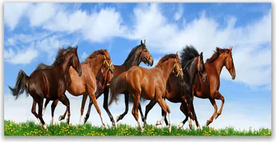Produktbild von Tulup Leinwand-Bilder 120x60 Wandbild Canvas Kunstdruck Pferde Tiere