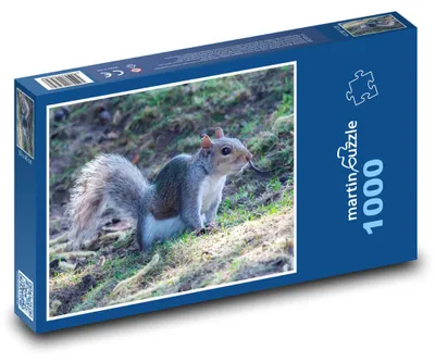 Obrázok produktu pre Puzzle 1000 Veverička v lese - martinpuzzle