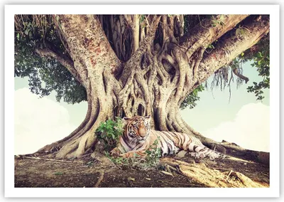 Produktbild von Poster - Poster ohne Rahmen - Tiger Wild Baum - 100x70 cm - Wand Bild - Wanddeko - Wandbilder - Kunstposter - Wandposter - Bilder - Kunstdruck - Wanddekoration - Wandbild - P2XAA100x70-5124