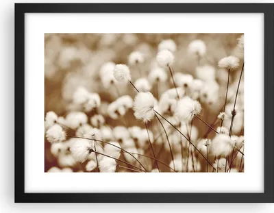 Produktbild von Gerahmtes Poster - Schwarzer Rahmen - Baumwolle Boho Wollig - 40x30 cm - Wand Bild - Wanddeko - Wandbilder - Kunstposter - Wandposter - Bilderrahmen - Bilder - Kunstdruck - P2BAA40x30-4850