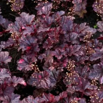 Productafbeelding van Heuchera micrantha 'Palace Purple' – Purperkleurig bloemklovertje – zonder potgrond – 4 stuks