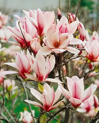 Produktbild von Magnolia 'Sunrise', Magnolie, cremegelb-rosa, 40–60 cm