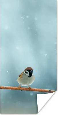 Produktbild von MuchoWow® Poster Vögel - Spatz - Schnee - Winter 60x120 cm - Wandschmuck