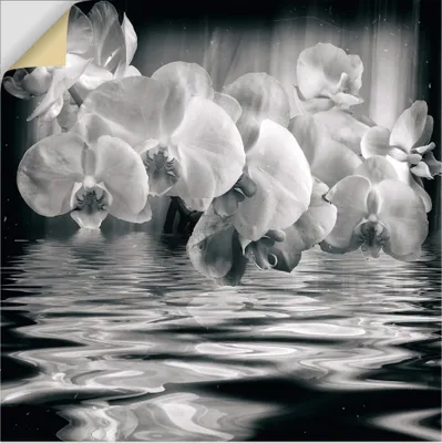 Produktbild von ARTland Wandbild, selbstklebend Orchideen - monochrom Größe: 70x70 cm