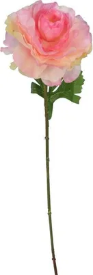 Imagen del producto de Kaczeniec - Flores Solitas, Color Rosa