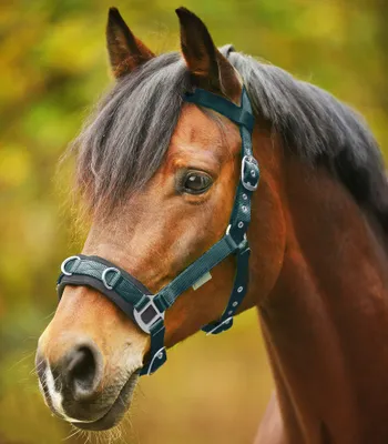 Produktbild von Waldhausen Kappzaum Economic, Größe:Pony, Farbe:tannengrün