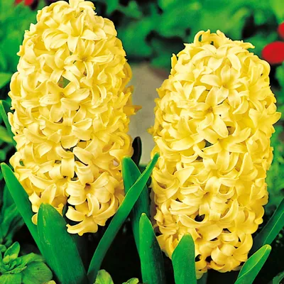 Immagine prodotto di Bulbi di fiori di giacinto Bulbi di fiori di giacinto Città di Haarlem 10 pz.