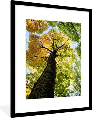 Produktbild von MuchoWow® Gerahmtes Poster Baum - Natur - Wald 60x80 cm - Poster mit Schwarzem Bilderrahmen Wandposter Rahmen Foto Bilder - Wohnzimmer - Dekorationen - Prämie