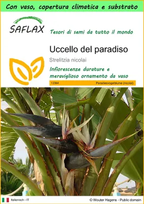 Immagine prodotto di SAFLAX Garden to go - Uccello del paradiso - 5 semi - Strelitzia