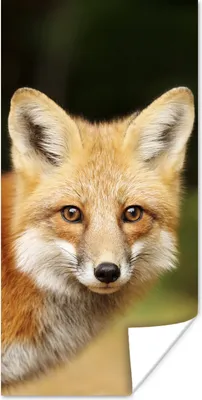 Produktbild von MuchoWow® Poster Fuchs - Welpe - Porträt 20x40 cm - Plakat - Foto