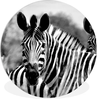 Produktbild von MuchoWow® Rundes Wandbild - Runde Bilder Zebra - Schwarz - Weiß - Tiere Ø 90 cm Kreis Wanddekoration Kunststoff - Wandkreis - Wandschmuck - Wand-Kreis - Wohnzimmer - Bild - Runde - Wanddeko - Dibond - Kunstdrucke