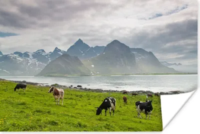 Produktbild von MuchoWow® Poster Kuh - Berg - Meer 30x20 cm - Plakate - Print